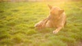 German shepherd dog eating a huge bone, pet lying on a green spring lawn Royalty Free Stock Photo