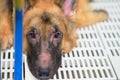 German Shepherd Dog Face With Allergic Rhinitis Dermatitis Skin Problem Infection Dog Hair Fur