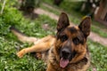 German Shepherd dog face looking nice Royalty Free Stock Photo