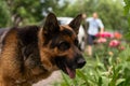 German Shepherd dog face looking nice Royalty Free Stock Photo