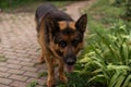 German Shepherd dog face looking nice Royalty Free Stock Photo