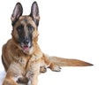 German Shepherd Dog Female Laying Down Royalty Free Stock Photo