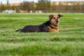 A German Shepherd Dog In A Field Royalty Free Stock Photo