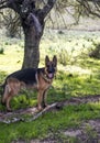 German shepherd dog Royalty Free Stock Photo