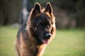 German Shepherd Dog in front view on nature blurred background, close-up muzzle portrait of dog Royalty Free Stock Photo