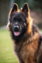 German Shepherd Dog in front view on nature blurred background, close-up muzzle portrait of dog Royalty Free Stock Photo