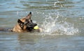 German Shepherd Dog with funny face and ball having fun at dog swim at Howarth Park, Santa Rosa California Royalty Free Stock Photo