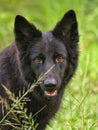 German Shepherd dog Royalty Free Stock Photo