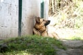 German shepherd dog Royalty Free Stock Photo