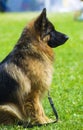 German Shepherd . Dog german shepherd in a nice spring day Royalty Free Stock Photo