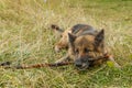 German shepherd dog gnaws a stick Royalty Free Stock Photo