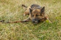 German shepherd dog gnaws a stick Royalty Free Stock Photo