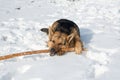 A German shepherd dog gnaws a stick on the snow and looks slyly at the camera Royalty Free Stock Photo