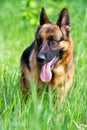 German shepherd dog goes Royalty Free Stock Photo