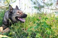 German Shepherd dog in the grass Royalty Free Stock Photo