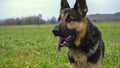 German shepherd dog on green grass