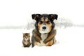 German Shepherd Dog and Grey and Orange Tabby Cat Kitten Friends Laying in Snow Royalty Free Stock Photo