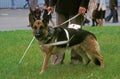 German Shepherd Dog, Guide Dog for Blind, walking with owner