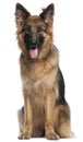 German Shepherd Dog, 2 and a half years old, sitting in front of Royalty Free Stock Photo