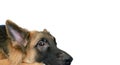 German shepherd dog head look at camera lying down on floor feel with copy space Royalty Free Stock Photo