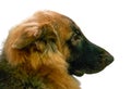 German shepherd Dog headshot isolated on white