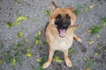 German Shepherd dog holding tree branch in mouth