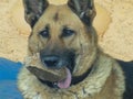 german shepherd dog holding a stone