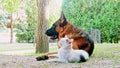 A german shepherd dog and a housecat playing friendly on a sunny day