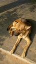 German Shepherd Dog of India