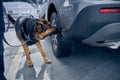 Drug detection dog sniffing car at airport