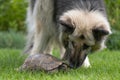 German shepherd dog investigating tortoise