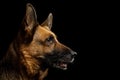 German Shepherd Dog on Isolated Black Background Royalty Free Stock Photo