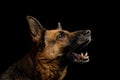 German Shepherd Dog on Isolated Black Background