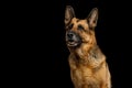 German Shepherd Dog On Isolated Black Background