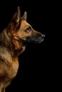 German Shepherd Dog on Isolated Black Background Royalty Free Stock Photo