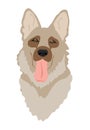 German Shepherd dog isolated. Flat vector illustration. Breed realistic color vector illustration from the dog show sign