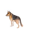 German Shepherd Dog Isolated on a White Background. Watercolor Illustration Royalty Free Stock Photo