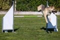 German Shepherd dog jumping over the obstacle during agility training outdoor.