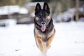 German Shepherd dog jumping. Dog play and jump to catch a toy in winter snow frontal Royalty Free Stock Photo