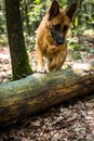 German Shepherd Dog Jumping Over Fallen Tree in Forest, Action Blur Royalty Free Stock Photo