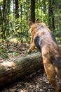 German Shepherd Dog Jumping Over Fallen Tree in Forest, Action Blur Royalty Free Stock Photo