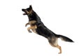 German Shepherd dog jumping. Dog play and jump to catch a toy with isolated white background Royalty Free Stock Photo