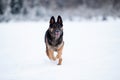 German Shepherd dog jumping. Dog play and jump to catch a toy in winter snow frontal Royalty Free Stock Photo