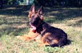 German shepherd dog Junior puppy Seven months old lying in the autmn forest Royalty Free Stock Photo