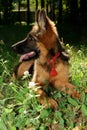 German shepherd dog Junior puppy Seven months old lying in the forest. Royalty Free Stock Photo