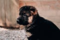 German shepherd dog kennel. Portrait in profile of a charming month-old German shepherd puppy of black and red color with big