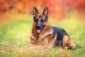 German shepherd dog lay Royalty Free Stock Photo