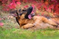 German shepherd dog lay Royalty Free Stock Photo