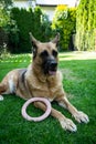 German Shepherd dog lay on grass in garden, aduld pet Royalty Free Stock Photo