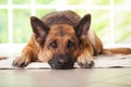 German shepherd dog laying Royalty Free Stock Photo